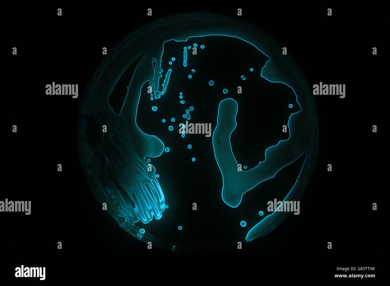 Fisheri Aliivibrio sta eseguendo la bioluminescenza di un bluastro incandescente nel buio. I batteri sono state crescendo su una piastra di agar. Foto Stock