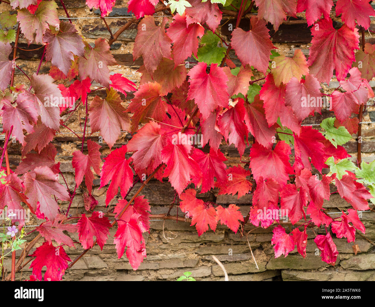 Bronzo rosso fogliame di autunno di ornamentali, vitigno, Vitis vinifera 'Spetchley rosso" Foto Stock
