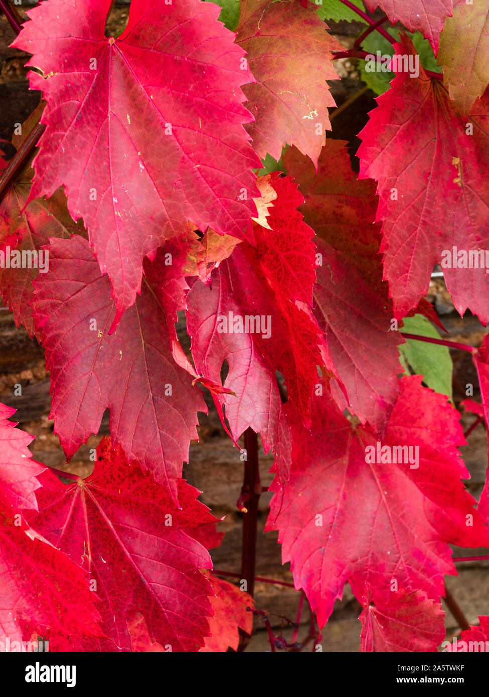 Bronzo rosso fogliame di autunno di ornamentali, vitigno, Vitis vinifera 'Spetchley rosso" Foto Stock