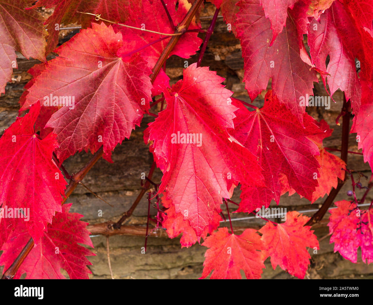 Bronzo rosso fogliame di autunno di ornamentali, vitigno, Vitis vinifera 'Spetchley rosso" Foto Stock