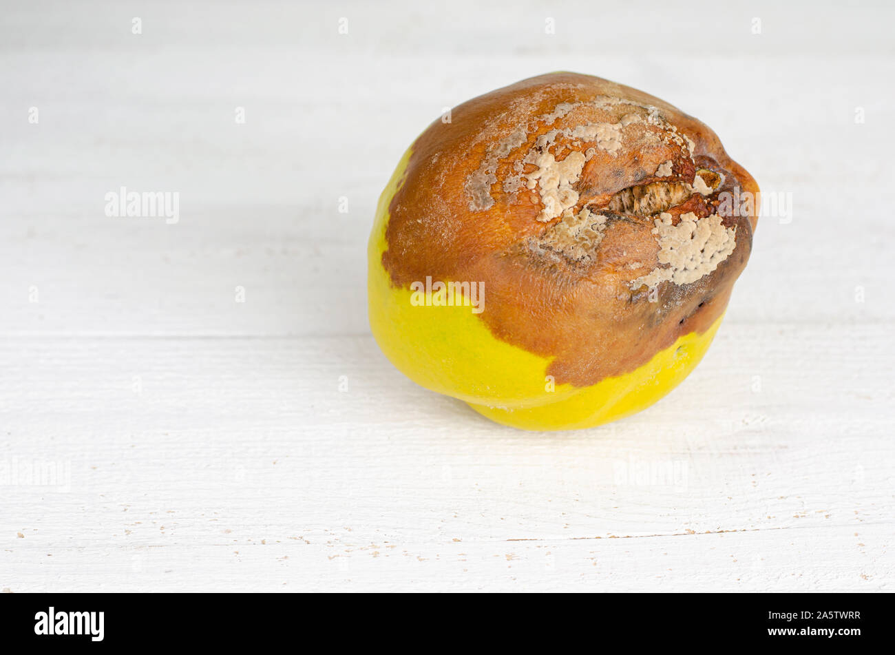 Il marcio cotogne Frutta su sfondo bianco. Close up. Foto Stock