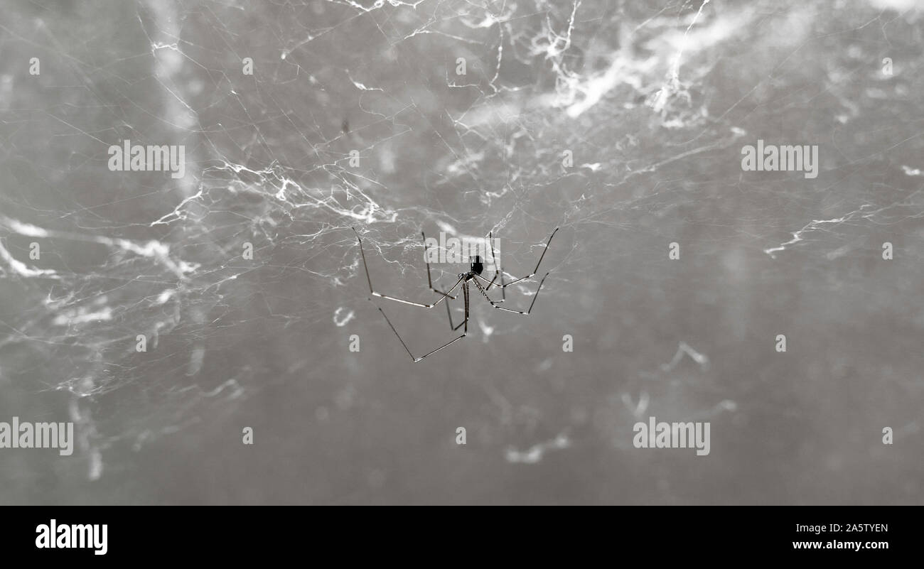Foto macro di Daddy Long legs spider (Phalangium opilio). La crociera è nel suo web, sospeso verso il basso. Sfondo sfocato. Foto in bianco e nero. Foto Stock