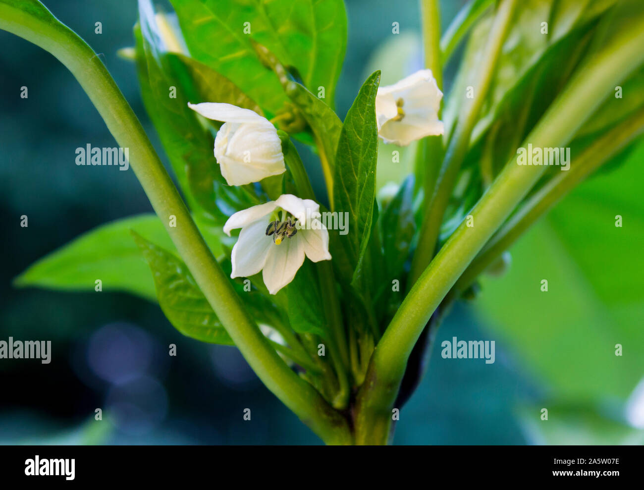 Close up foto di saltillo peperoncino (capsicum saltillo) fiorire fiore bianco. Chili Pepper Plant in crescita, aperto fiore. Colori verde e bianco. Foto Stock