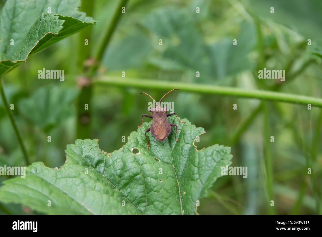Dock Bug su foglia di primavera Foto Stock