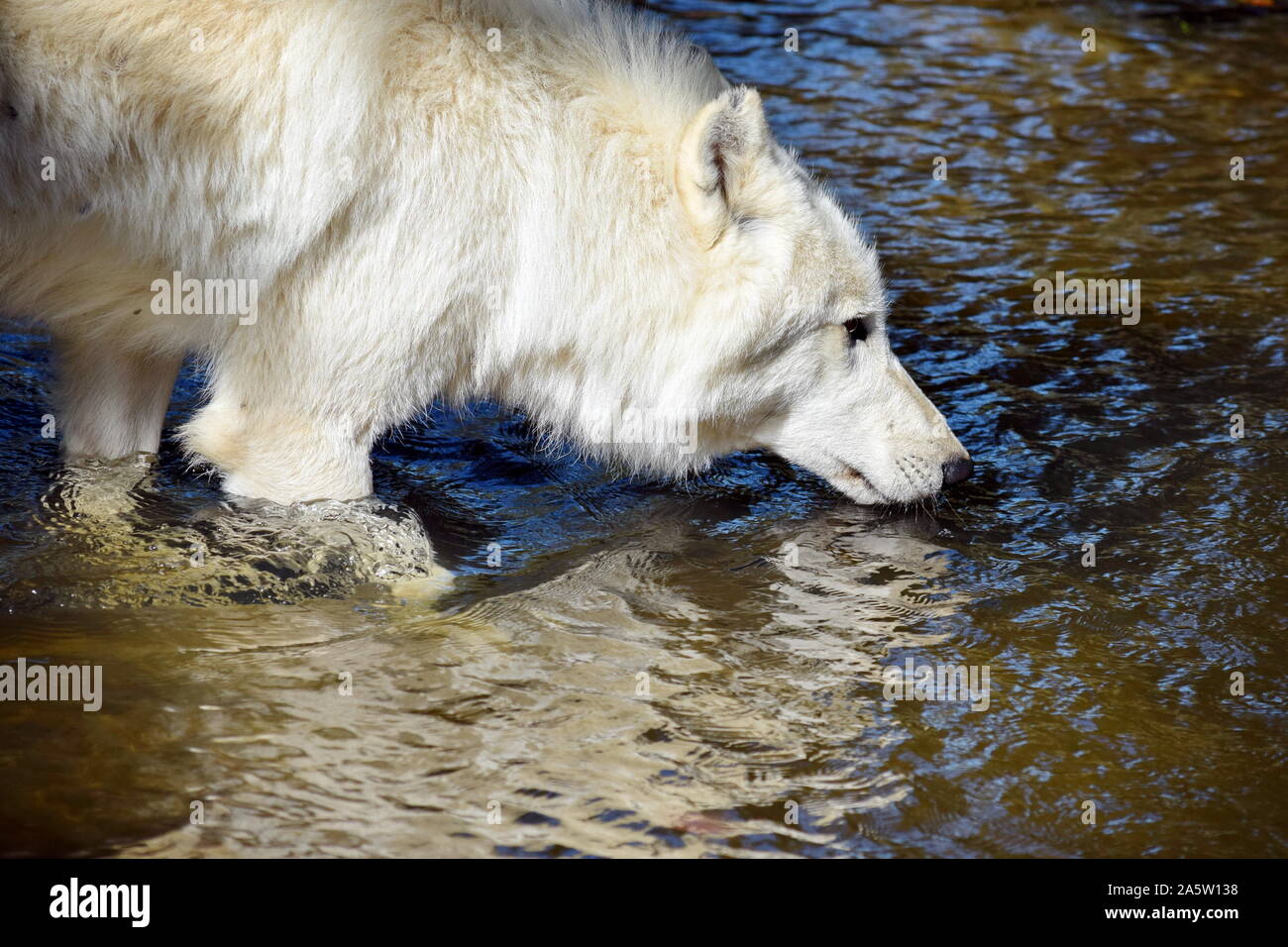 Bianco ARCTIC Wolf bere da stagno in natura ritratto Foto Stock