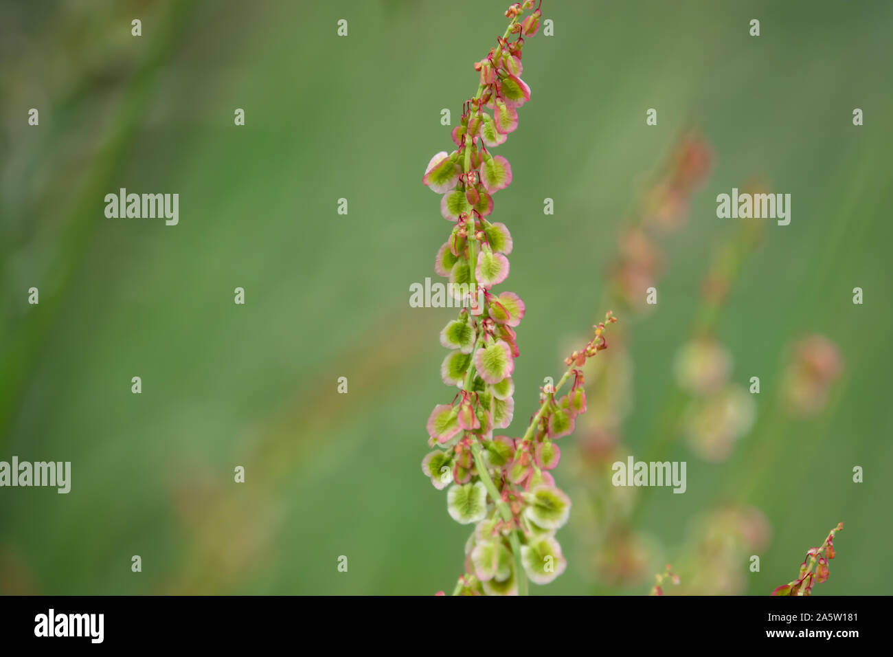Dock selvatici frutti in primavera Foto Stock