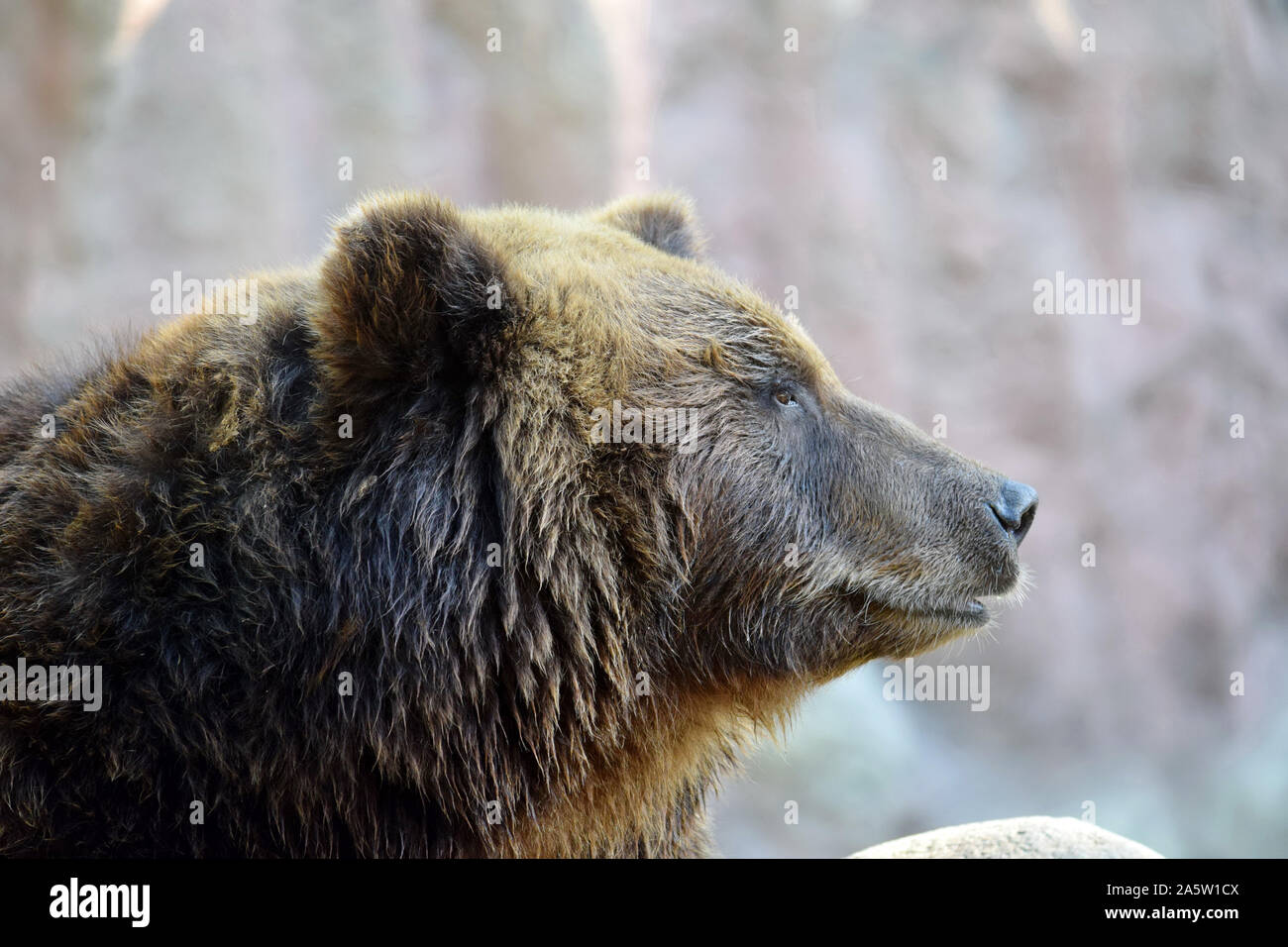 Capo in prossimità di orso bruno Vista laterale Foto Stock