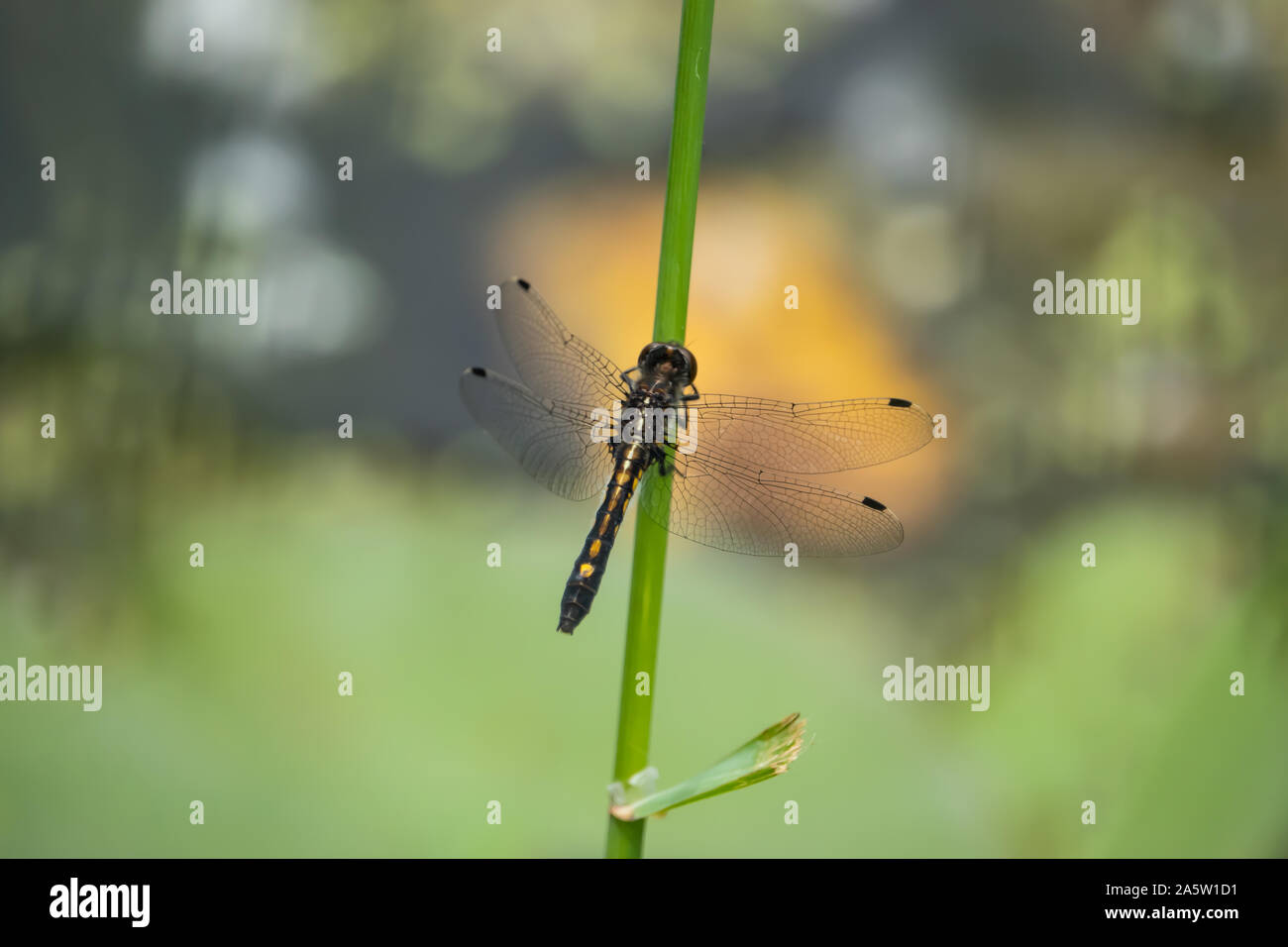Whiteface Dot-Tailed sullo stelo in primavera Foto Stock
