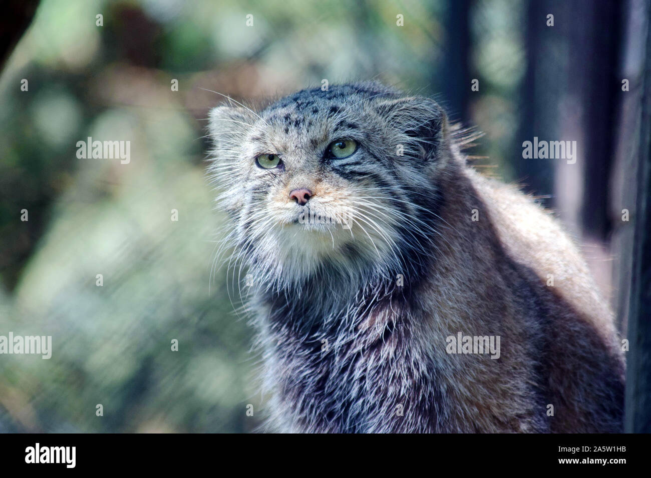 Il gatto selvatico Otocolobus Manul Ritratto di testa Foto Stock