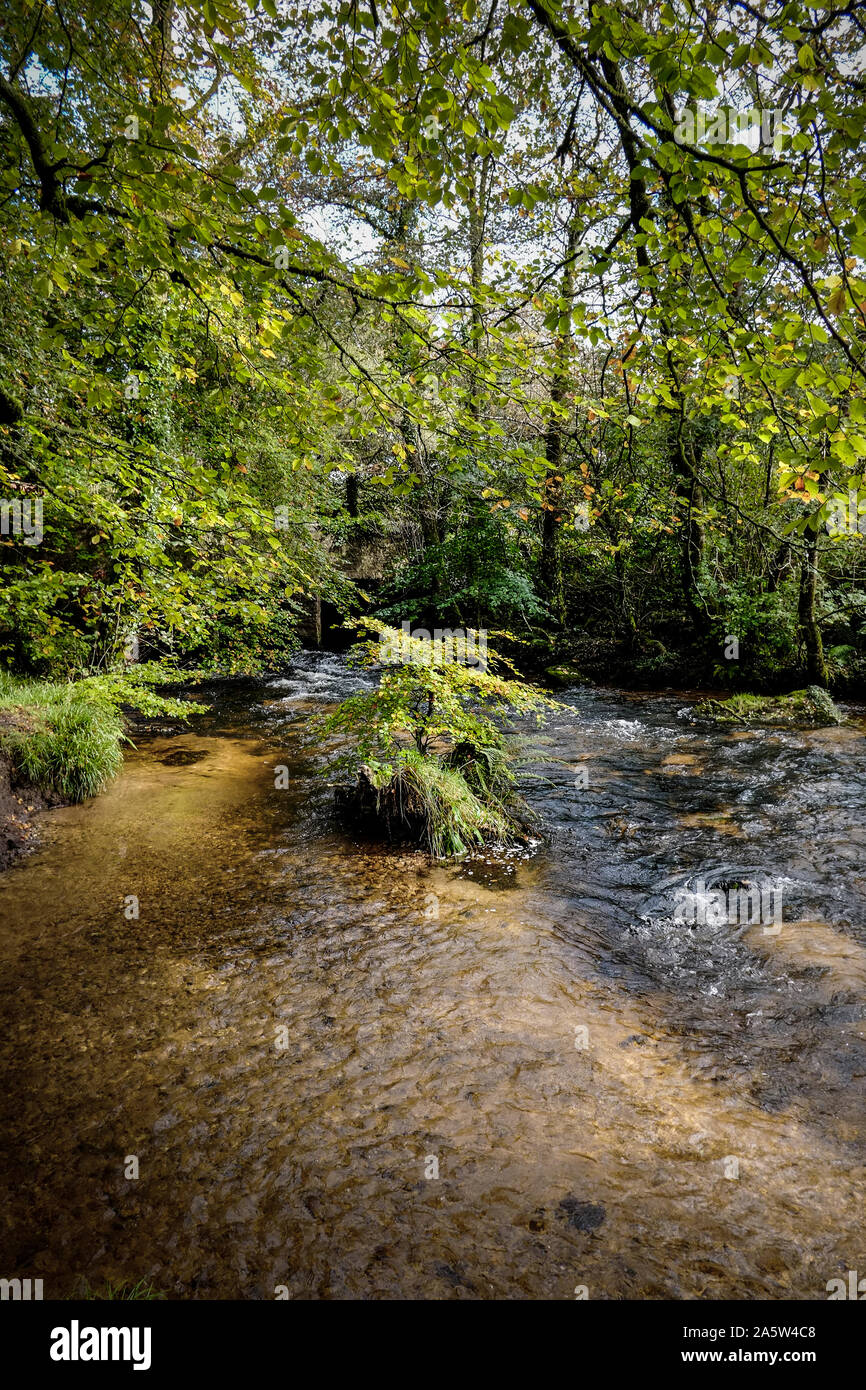 Il fiume Fowey fluente attraverso l'antico bosco di querce di legno Draynes a Golitha Falls in Cornovaglia. Foto Stock