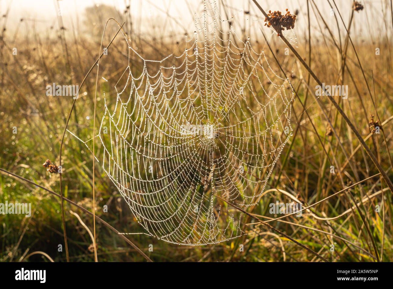 Rugiada di mattina appeso un orb web nell'erba lunga sul comune Ditchling REGNO UNITO Foto Stock