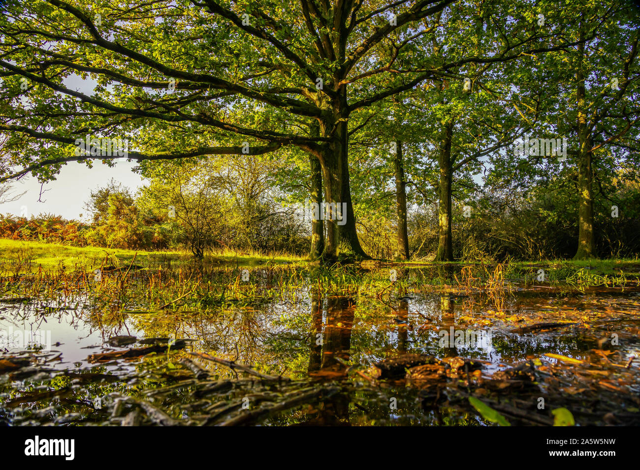 Albero di quercia si riflette in un bosco di stagno sul comune Ditchling REGNO UNITO Foto Stock