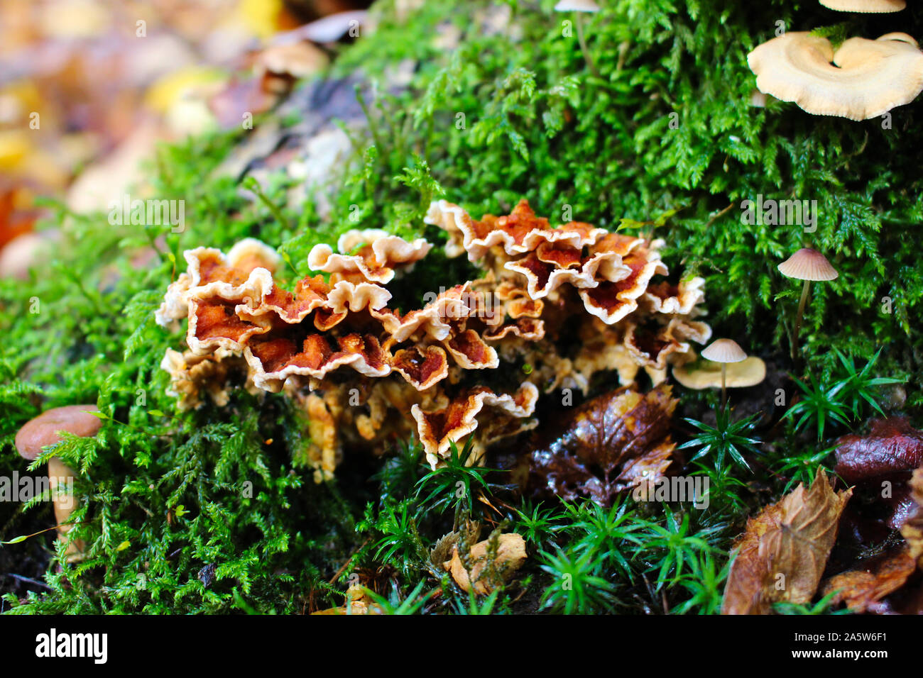 Messa a fuoco selezionata su oak - laminato fungo (Stereum gausapatum) Foto Stock