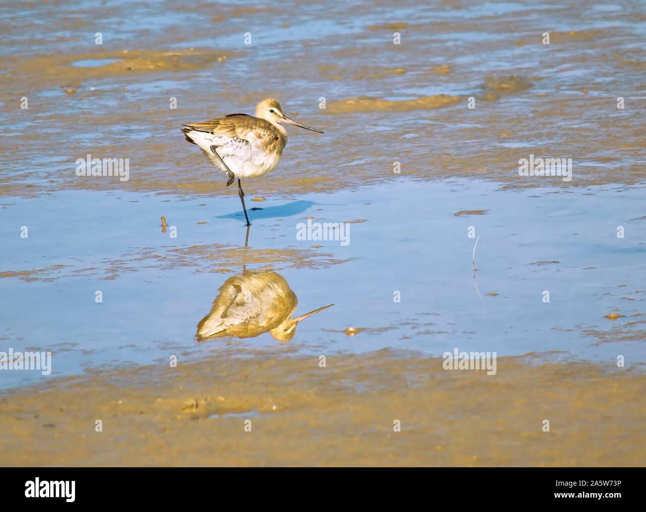 Hudsonian godwit pesca in laguna Foto Stock