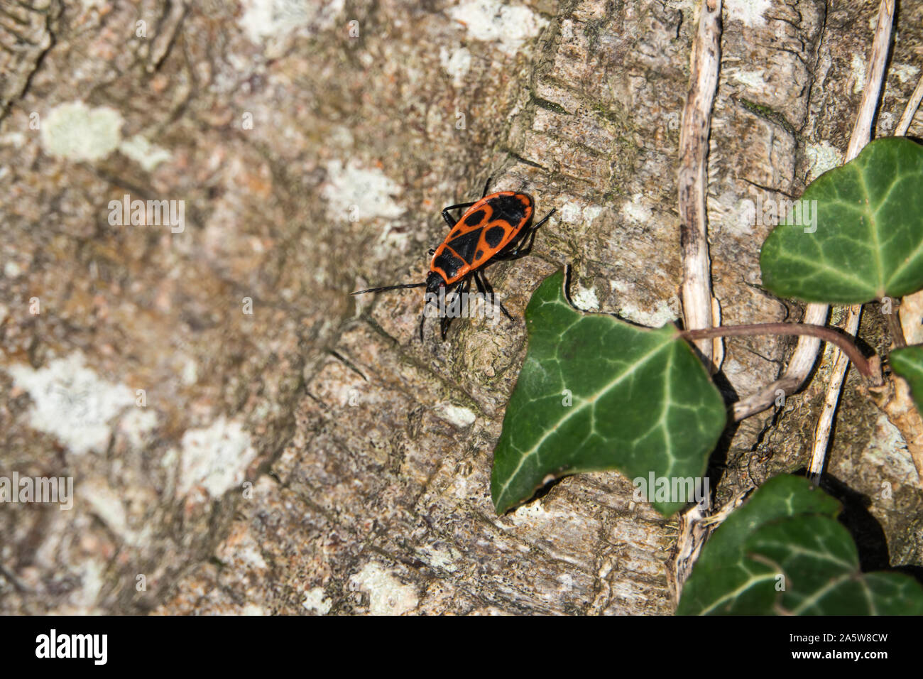 Firebug su albero in autunno Foto Stock