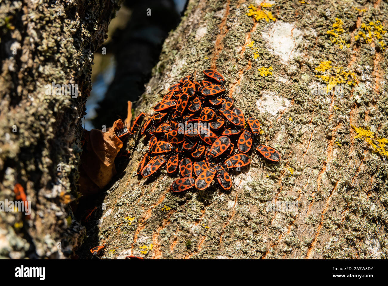 Firebugs sciamare su albero in autunno Foto Stock
