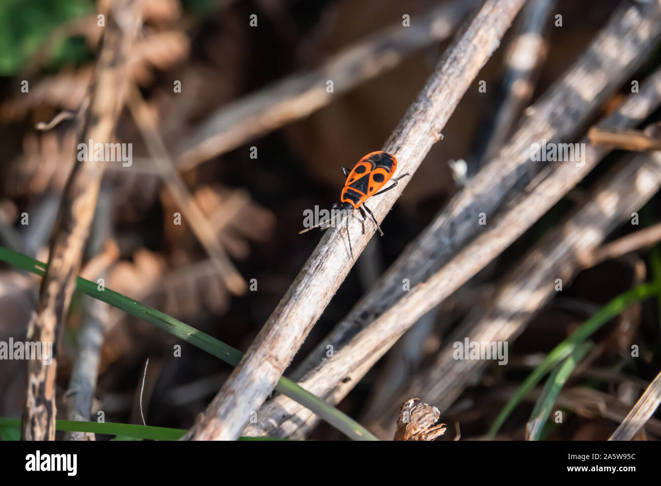 Firebug europea in primavera Foto Stock