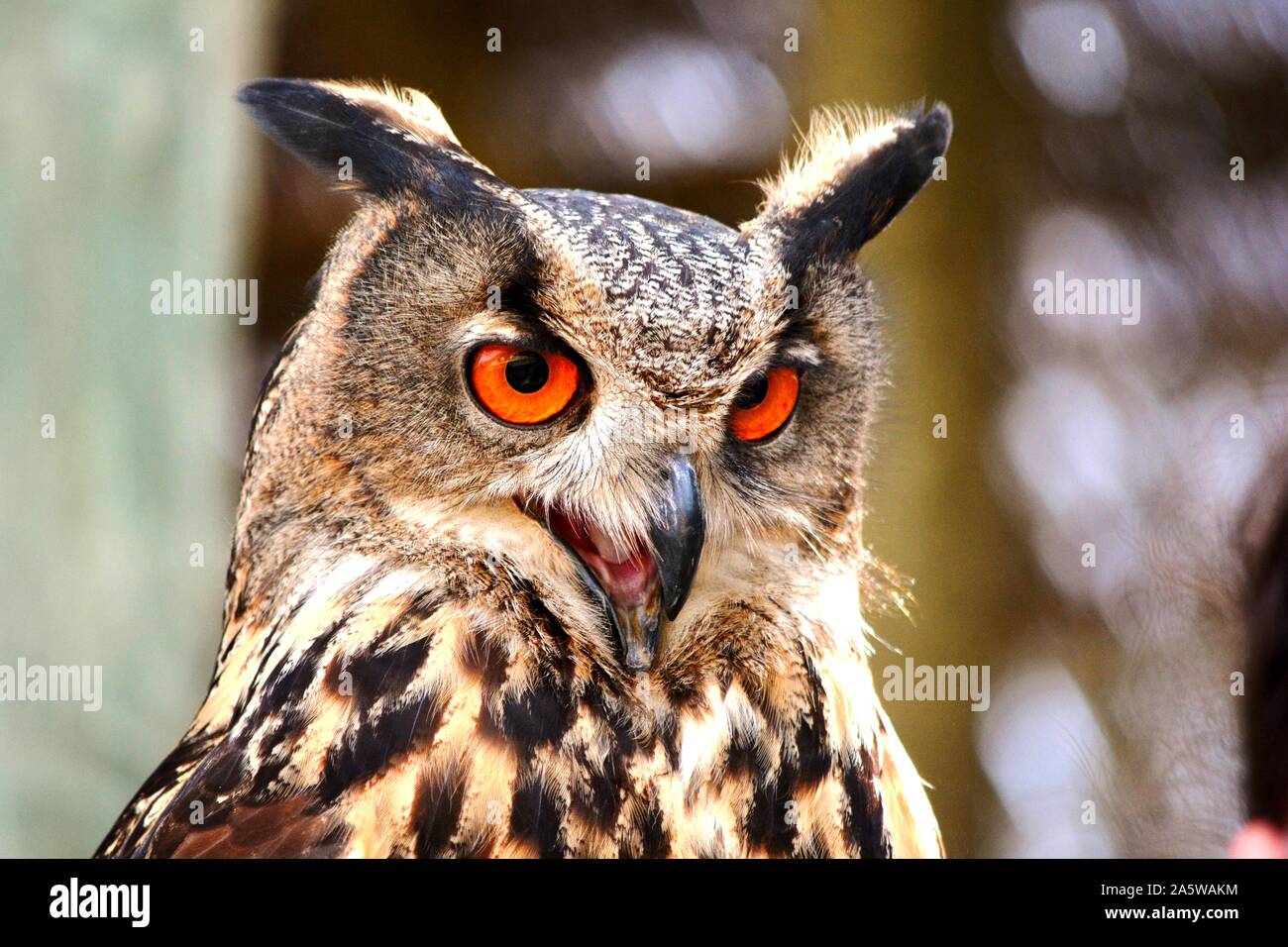 Un gufo con gli occhi arancio e il becco aperto Foto Stock