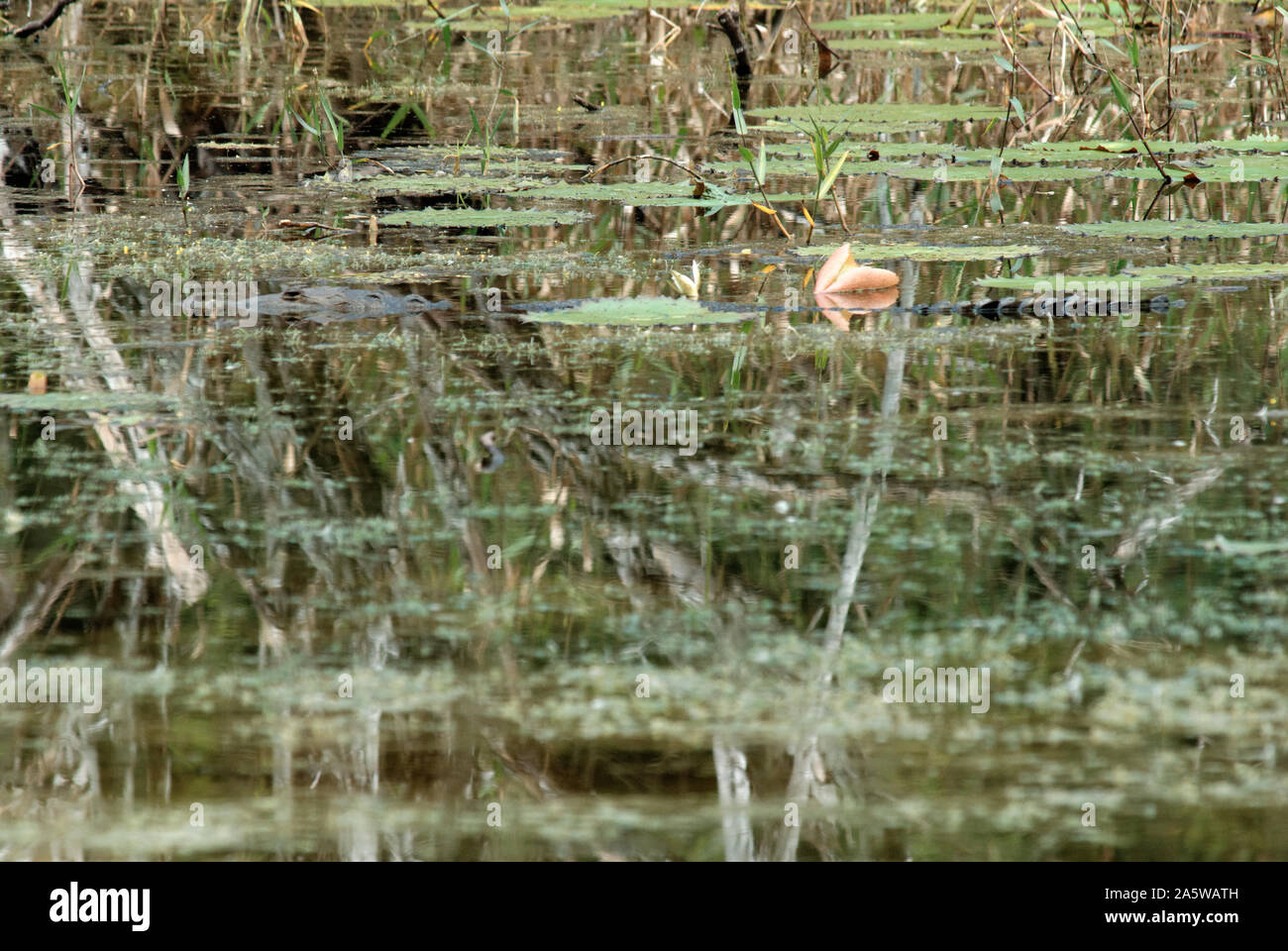 Campeche, Messico - 17 Novembre 2014: un coccodrillo è mimetizzato nella palude Foto Stock