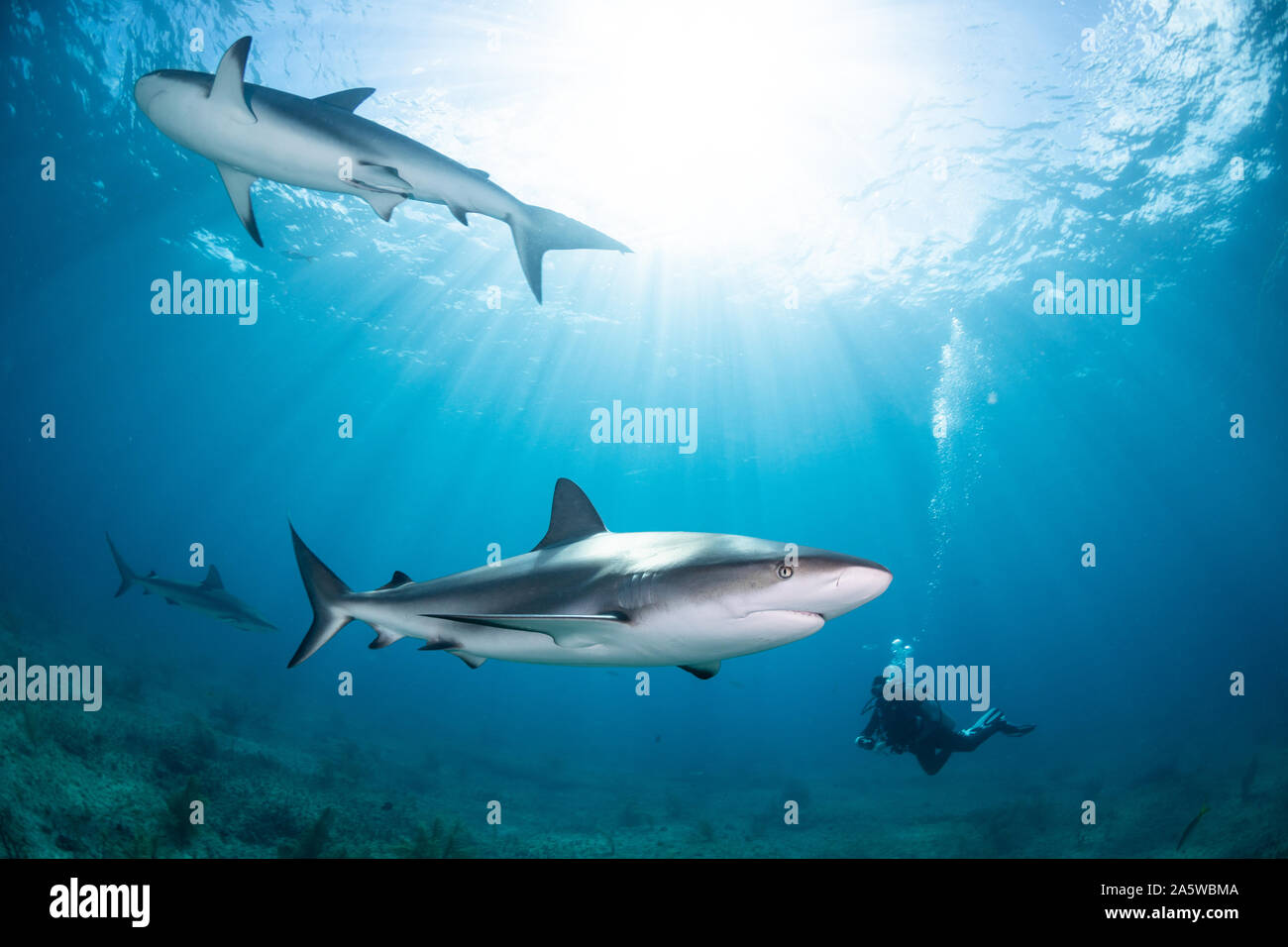 Molti dei Caraibi squali di barriera (Carcharhinus perezii) nuotare sopra la barriera corallina durante uno squalo dive al triangolo Rock in Bimini, Bahamas. Un subacqueo orologi Foto Stock