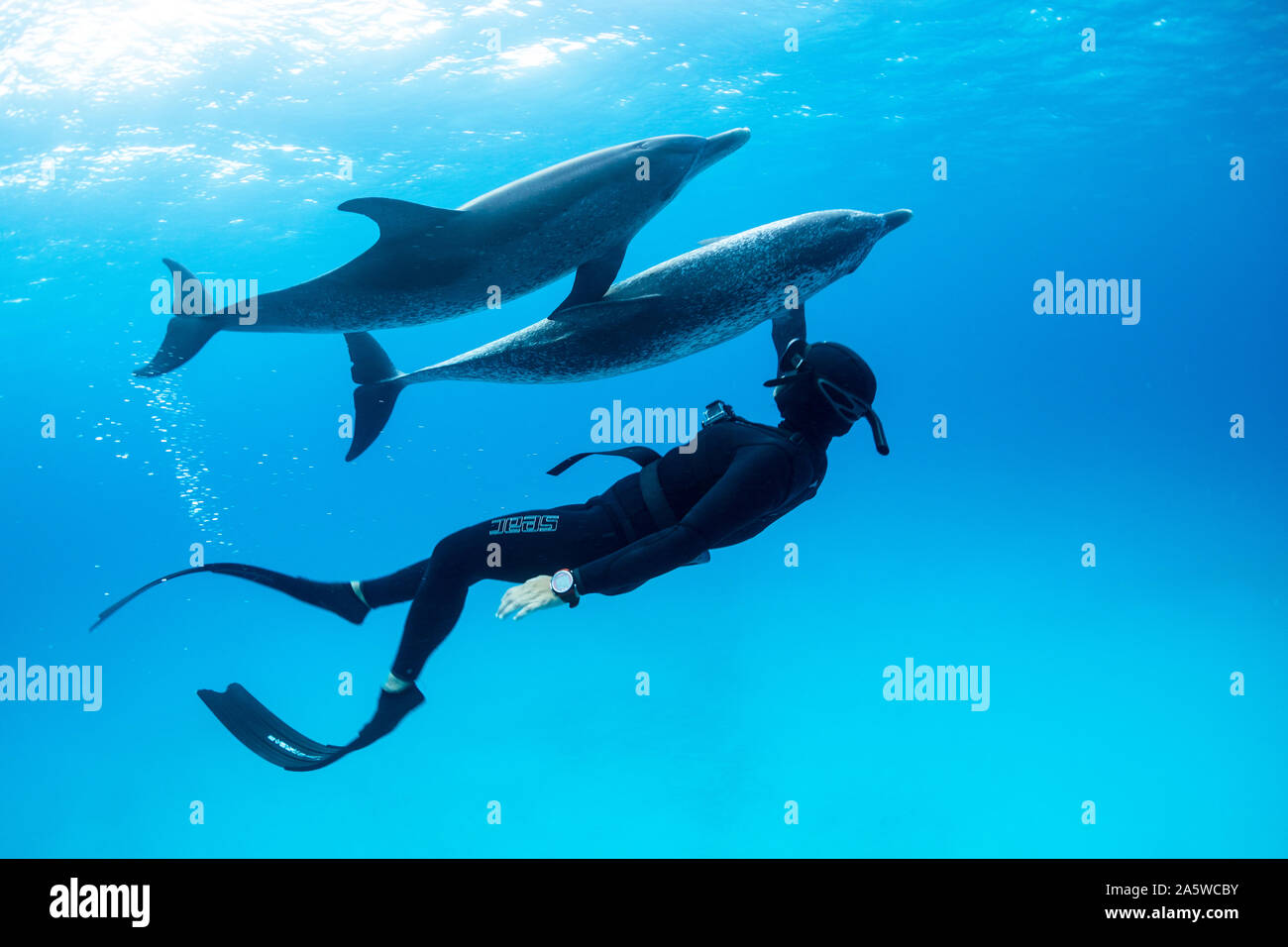 Una donna freediving nuota con due macchiato atlantico Dolpins (Stenella frontalis) in Bimini, Bahamas. Foto Stock