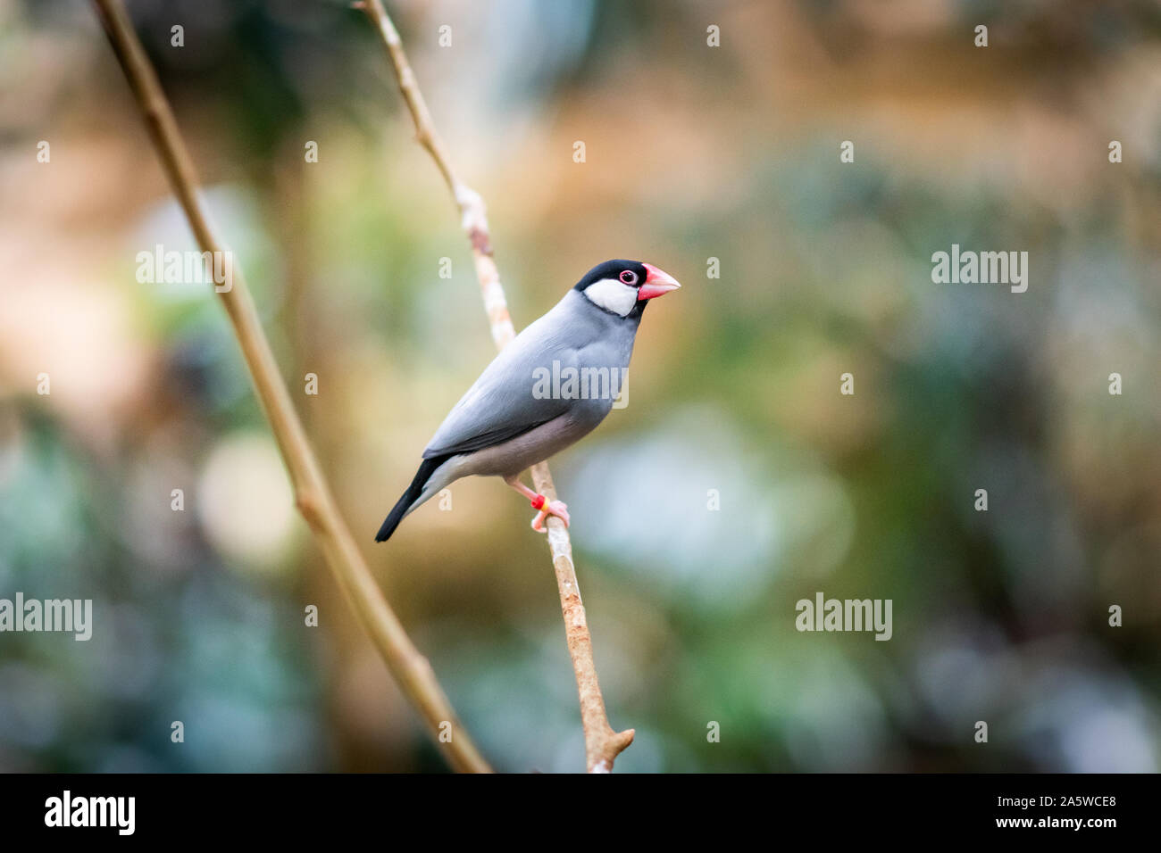 Bristol, Regno Unito. Il 10 ottobre 2019. Java sparrow (Lonchura oryzivora), noto anche come Java finch, Java riso sparrow o Java uccello di riso presso lo Zoo di Bristol, Regno Unito. Foto Stock