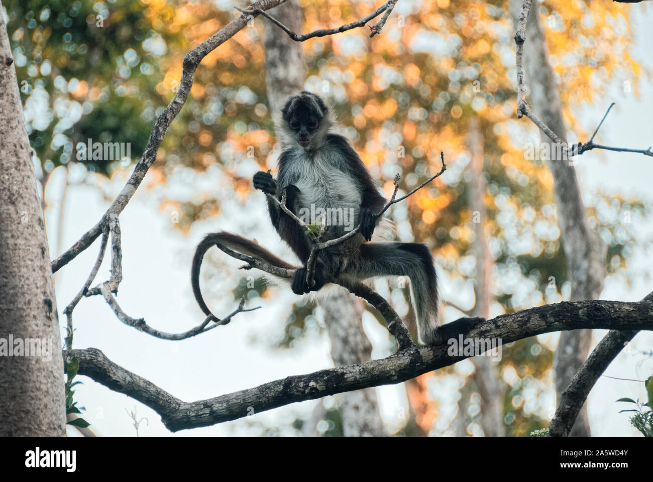 Tulum, Quintana Roo, Messico - 12 Gennaio 2008: spider monkey su un ramo di albero Foto Stock