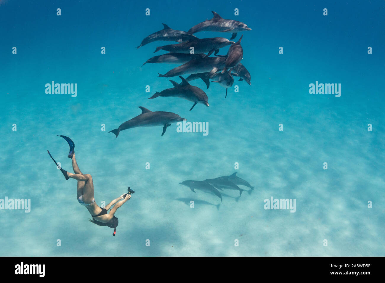 Foto subacquee di una giovane donna snorkeling giù per un pod di macchiato atlantico (delfini Stenella frontalis) in Bimini, Bahamas. Foto Stock