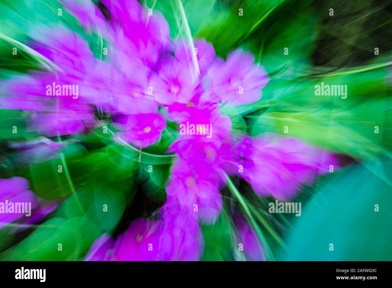 Sfondo di fiori non focalizzato con lo zoom, colori rosa e verde. Foto Stock