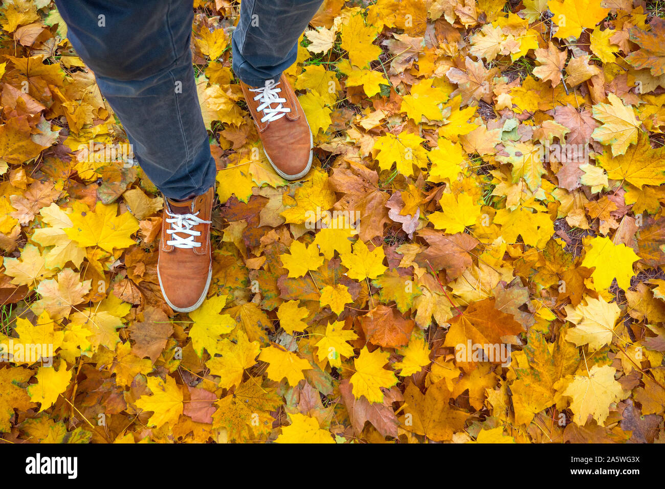Autunno sfondo, foglie, i piedi e le scarpe. Immagine concettuale dei piedi in scarpe da ginnastica giallo su foglie di autunno. Scarpe per passeggiate nella natura. Piedi sneakers camminando sulle foglie di autunno. Lifestyle Moda stile alla moda Foto Stock