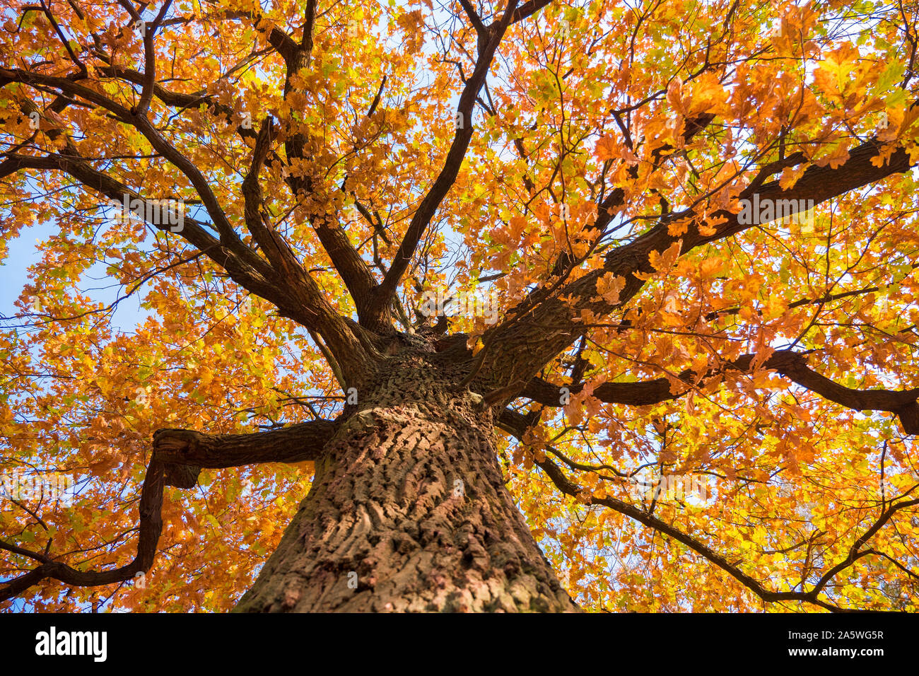 Oak tree background. Alto albero dello sfondo. Autunno Autunno sfondo. Rientrano nel concetto di parchi. Natura e meteo sfondo. Foglie di giallo su albero di quercia. Vista dal basso. Foto Stock