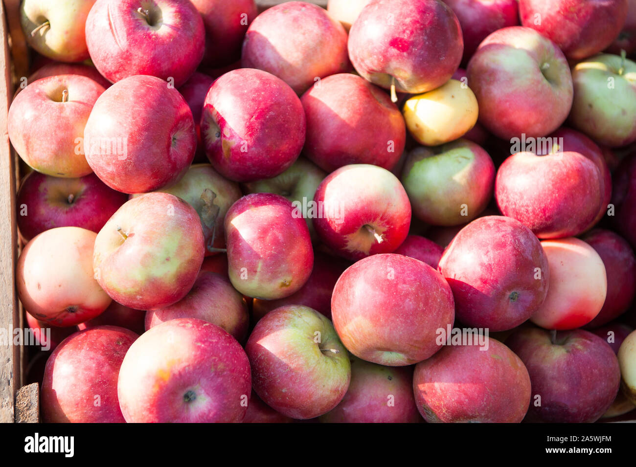 Consistenza naturale. Mele frutta texture di sfondo. Apple concetto raccolto. Frutta organica sullo sfondo. Nutrizione sana nozione. La frutta e la vitamina. Rientrano le mele raccolto. Le mele rosse raccolte come harvest. Foto Stock