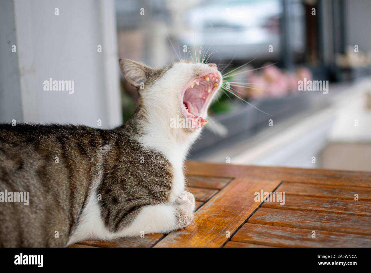 Un gatto randagio sbadigli come si siede a un tavolo del bar al di fuori di un ristorante ad Istanbul in Turchia. Foto Stock