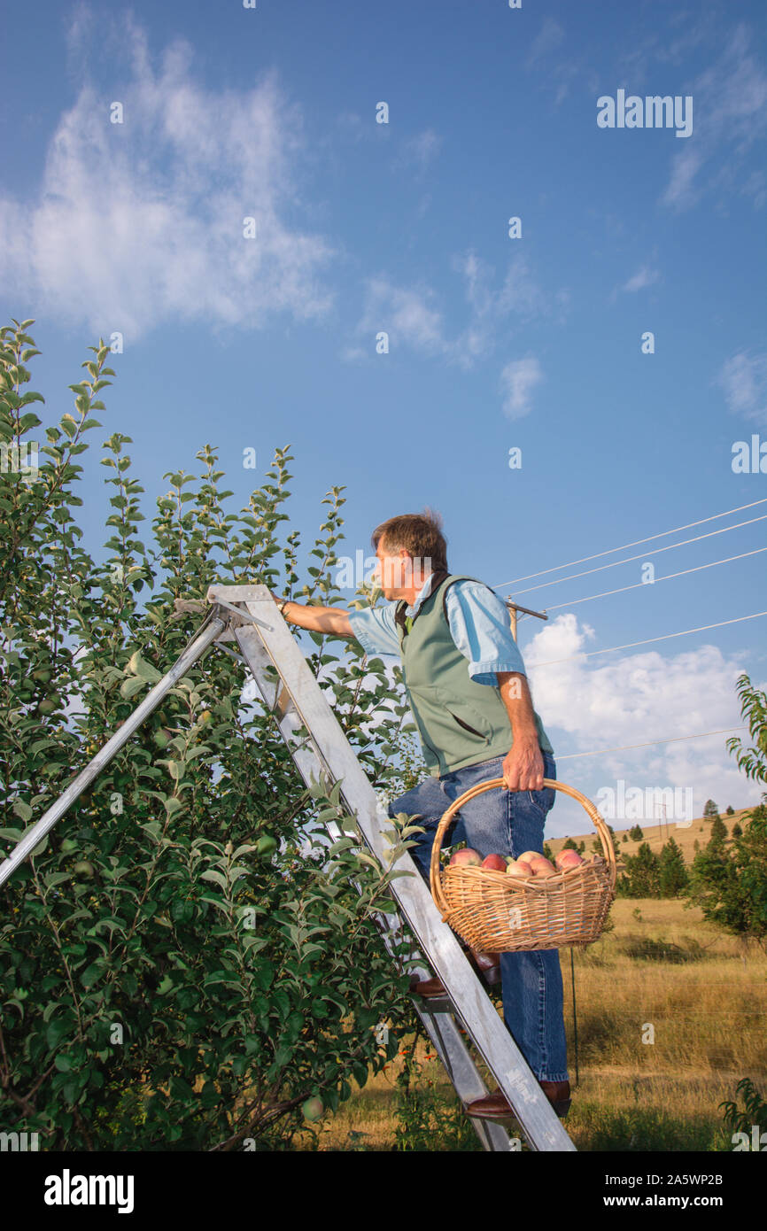 Un uomo in abbigliamento casual sale una scala con un cestello per scegliere fattoria fresco mele mature in una giornata di sole. Foto Stock