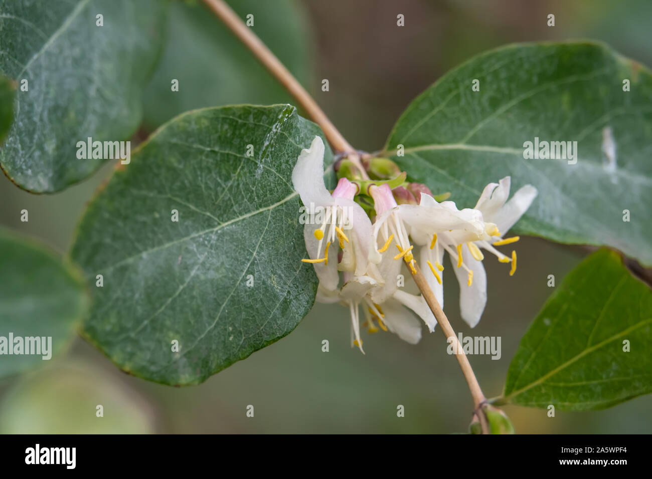 Caprifoglio fragranti fiori che sbocciano in inverno Foto Stock
