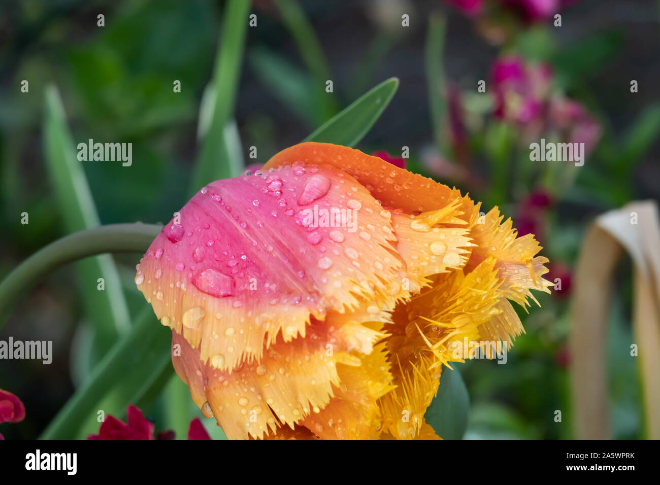 Orlata Tulip in fiore in primavera Foto Stock