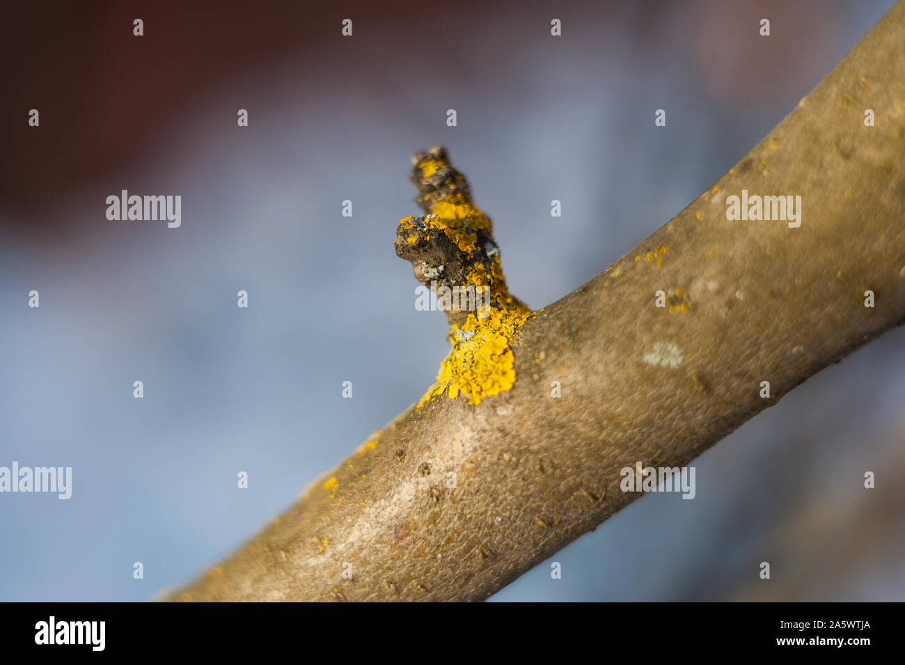 In prossimità di un bianco fiore in erba sul ramo di albero sulla natura sfocata sullo sfondo. Foto Stock