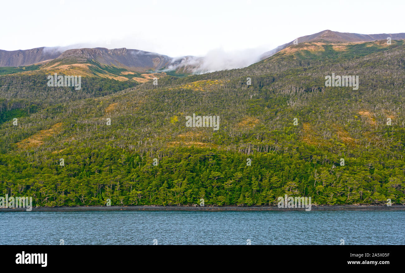 Verde foresta Fuegian nella Terra del Fuoco in Cile Foto Stock