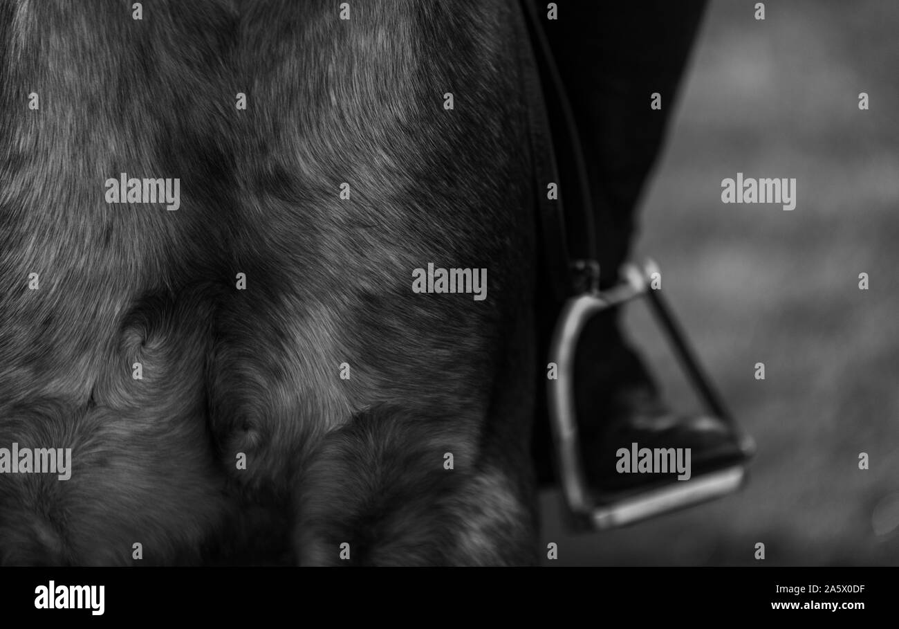 Spettacolari immagini in bianco e nero dal cavallo fattoria Foto Stock