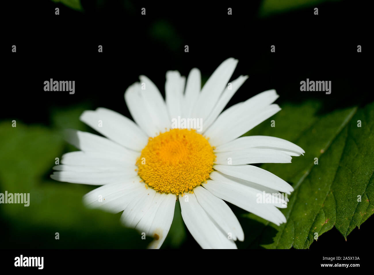 Foto macro di un bel fiore wild daisy. Fiore a margherita con petali di colore bianco. La camomilla in fiore cresce nel prato contro lo sfondo delle piante Foto Stock