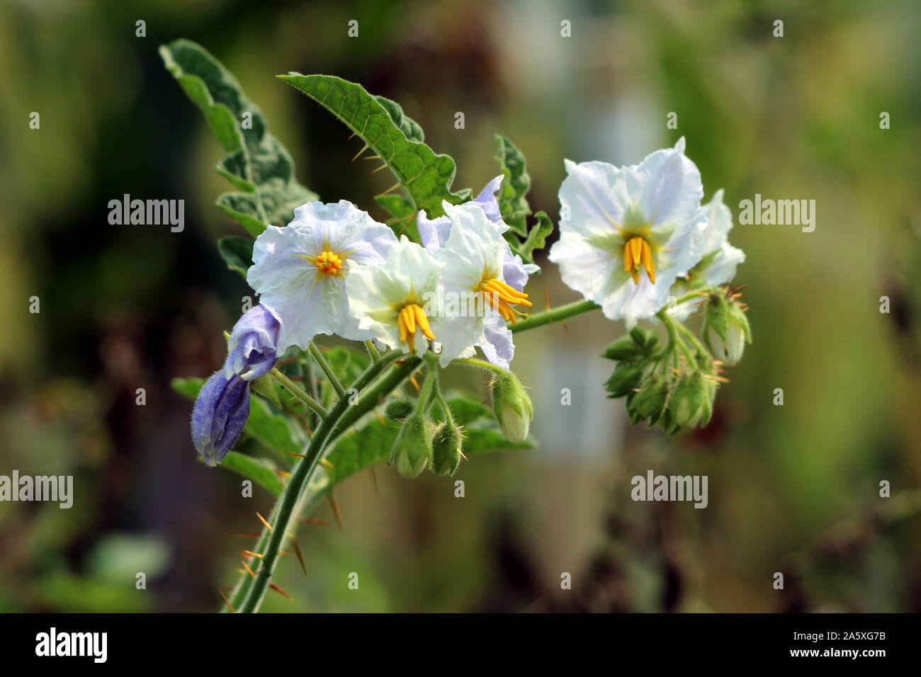 Litchi o di pomodoro Solanum sisymbriifolium o Vila-vila o appiccicoso nightshade o bufalo rosso-bur o Fire-e-impianto di ghiaccio o Morelle de Balbis impianto Foto Stock