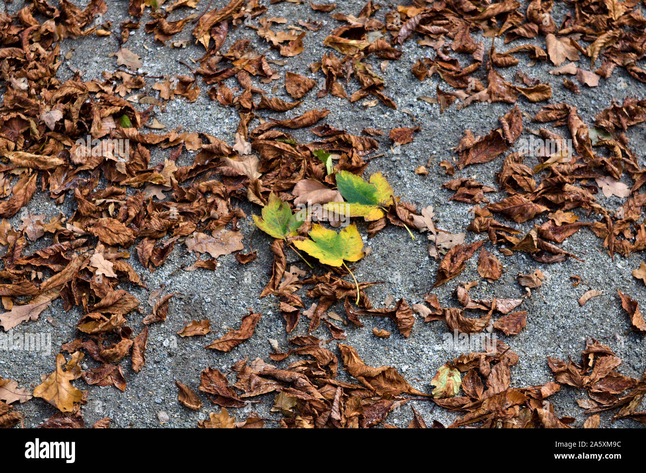 Foglie di autunno sul terreno Foto Stock