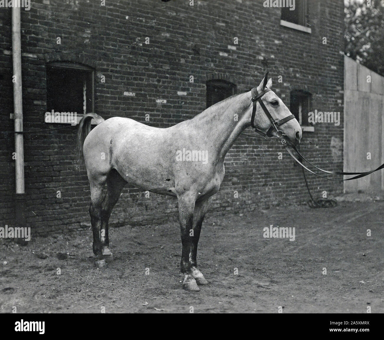 Minnie Mae (Inglese mare). Cavalcato nella pace di Parigi Parade Luglio 14, 1919, dal colonnello C.C. Marshall, Jr., A.D.C. al generale Pershing. Sfilavano davanti il Re e la Regina del Belgio e Sir Douglas Haig, esercito britannico, in occasione della loro visita a G.H.Q., A.E.F ca. 1920 Foto Stock