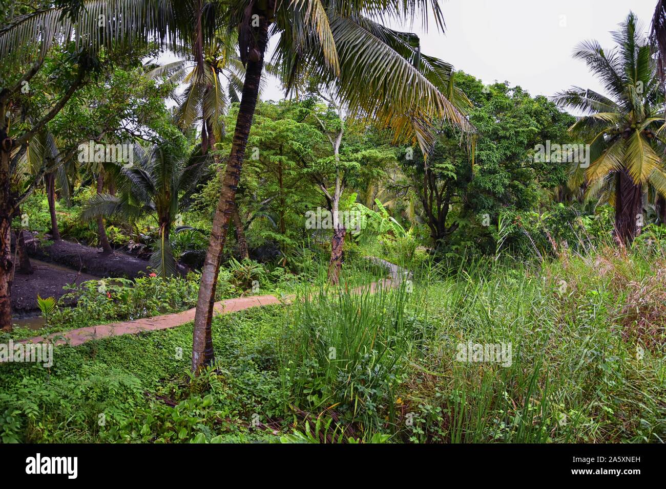 Piantagione tropicale alberi da Bangkok in Thailandia, Damnoen Saduak. Viste dal tour di elefante della vegetazione e del paesaggio. Asia. Foto Stock