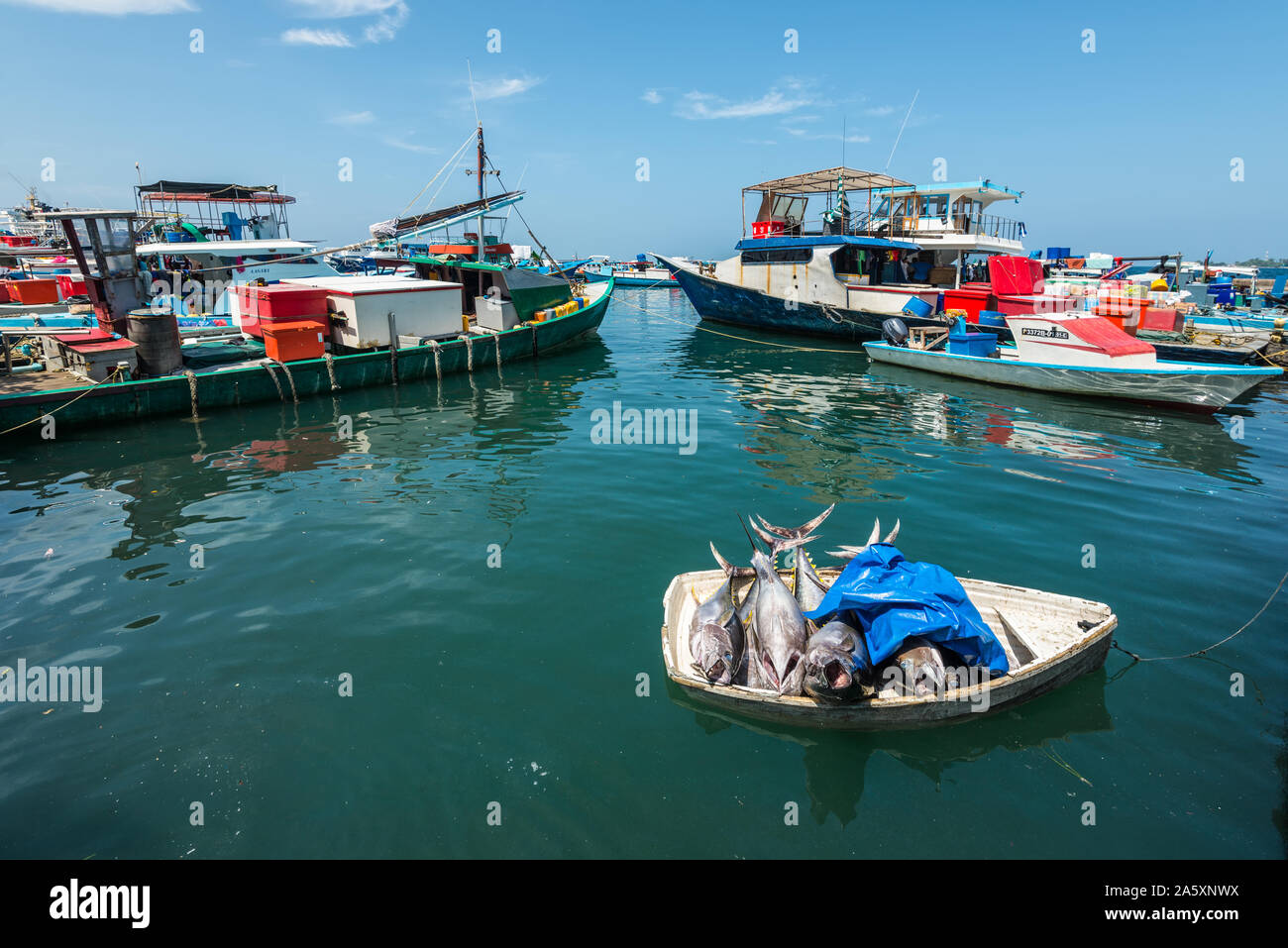 Maschio, Maldive - Novembre 17, 2017: Area del mercato del pesce fresco nel maschio, Maldive. Tonno pesce fresco in una piccola barca in acqua per la vendita al mercato del pesce. Foto Stock