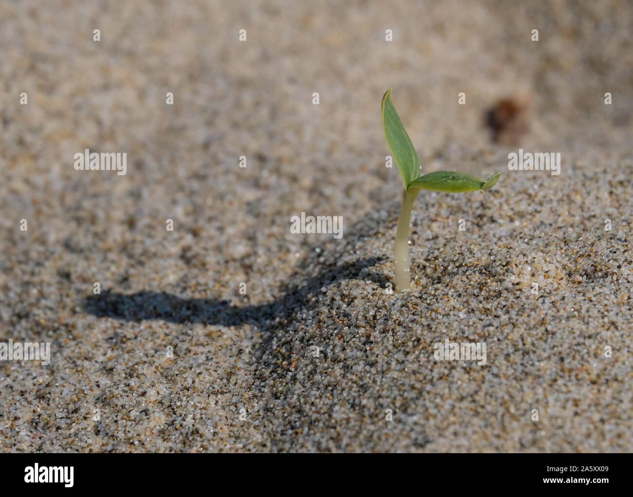 Piccolo impianto bud crescendo in spiaggia di sabbia,la scienza naturale Foto Stock