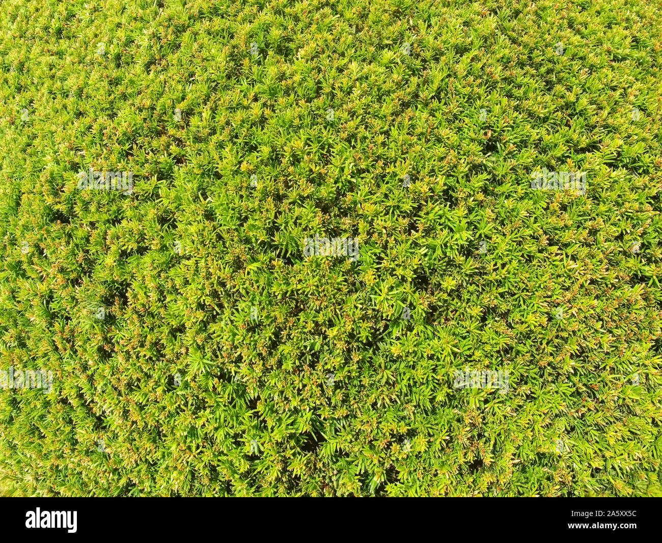 Siepe di pianta sempreverde con proprietà funzione di separazione. Popolari siepe lussureggianti di pianta sempreverde con funzione di separazione Foto Stock