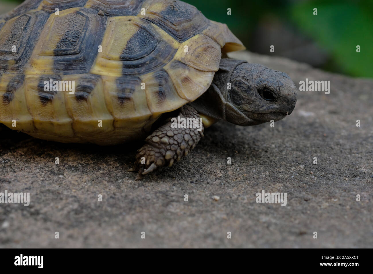 Faccia di tartaruga close-up verticale dettagli su sfondo sfocato Foto Stock