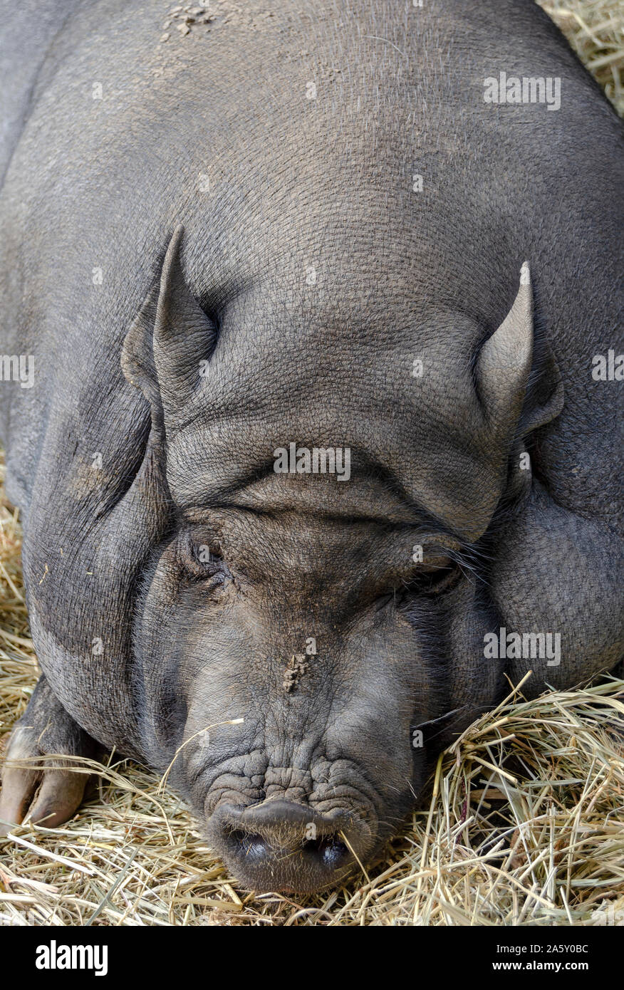 Goettinger mini pig snoozing sulla paglia Foto Stock