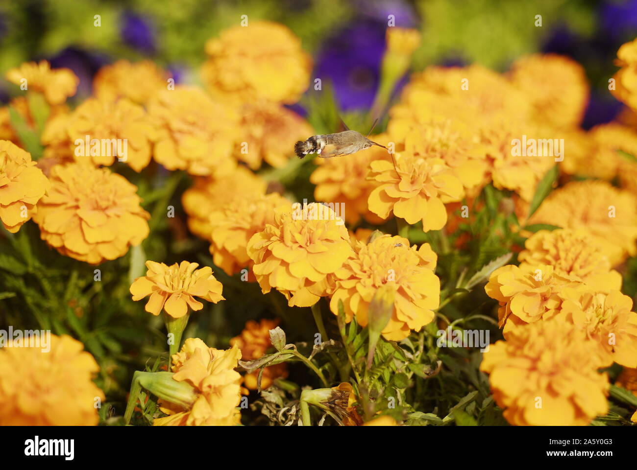 Un Hummingbird Hawk-moth succhia il miele di fiori di tagete con la sua bocca lungo 2 Foto Stock